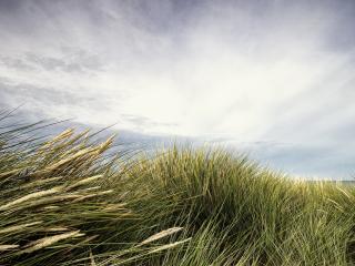 обои Высокая трава на ветру фото