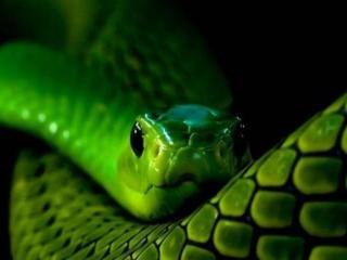 обои Зелёная змея фото