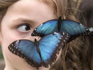 обои Две бабочки на лице девочки фото