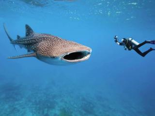 обои Мальдивы. Подводные обитатели фото