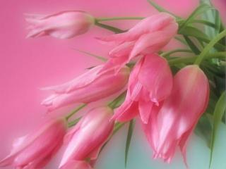 обои Нежно-розовые тюльпаны фото