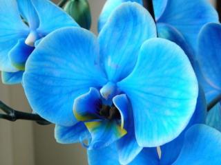 обои Голубые цветы фото