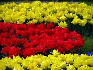 обои Красные и жёлтые тюльпаны фото