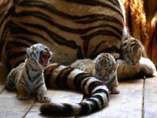 обои Тигриная малышня фото