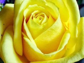 обои Жёлтая роза с каплями росы фото