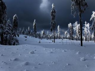 обои Зимняя ночь в редком лесу фото