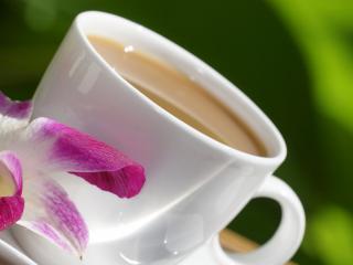 обои Чашка кофе и распустившийся цветок фото