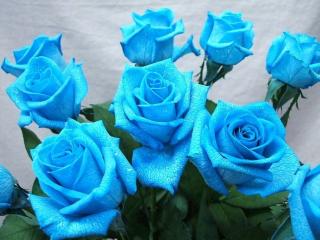 обои Букет голубых роз фото