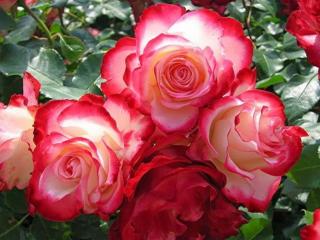 обои Куст красно-белых роз фото