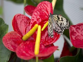 обои Бабочка на красном цветке фото