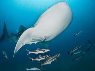 обои Китовая акула с рыбами фото