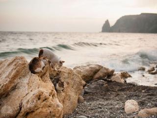 обои Крымские кошечки у моря фото