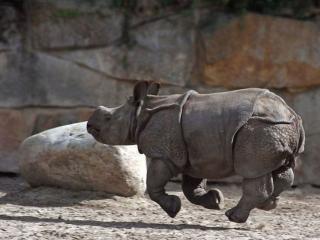 обои Маленький носорог фото