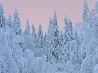 обои Деревья в теплых снежных шубах фото