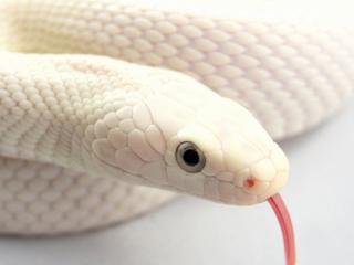 обои Белая змея высунула язык фото