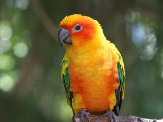 обои Окольцованный оранжевый попугайчик фото