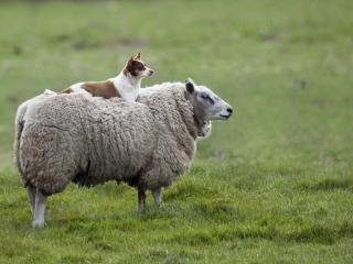 обои Внимательный наездник овцы фото