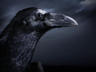 обои Внимательный взгляд черного ворона фото
