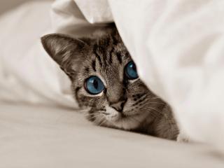 обои Серый котенок с голубыми глазами фото
