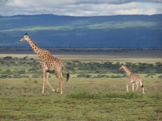 обои Жирафы - мама с ребёнком фото