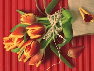 обои Тюльпаны и лепестки фото