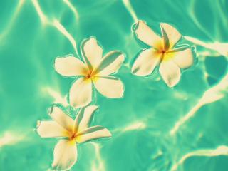 обои Три цветка в воде фото