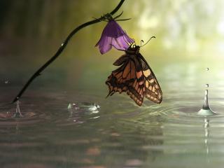 обои Бабочка над водой фото