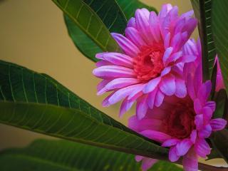 обои Малиновый цвет кактуса фото