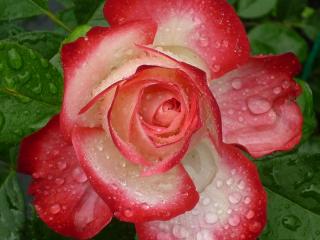 обои Распустившаяся роза в каплях дождя фото