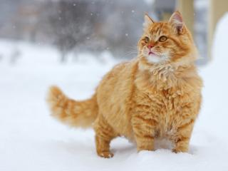 обои Рыжий котяра любуется снежинками фото