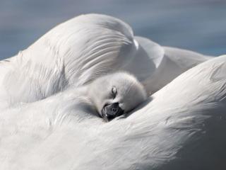 обои Лебединый утёнок спит в крыле мамы фото