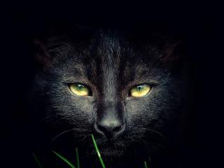 обои Глаза черной кошки в темноте фото