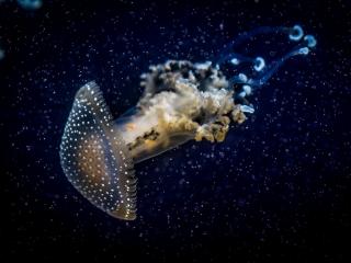 обои Заплыв медузы фото