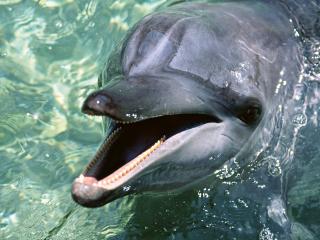 обои Приветственный жест дельфина фото