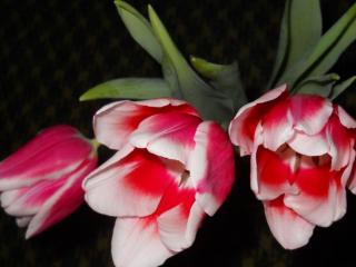 обои Три тюльпана фото