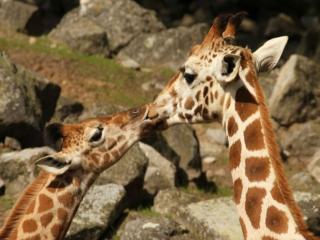 обои Жирафкин поцелуй фото