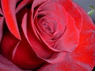 обои Бархат розы красной фото