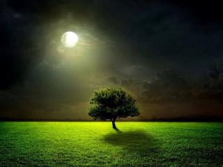 обои Дерево в свете луны фото