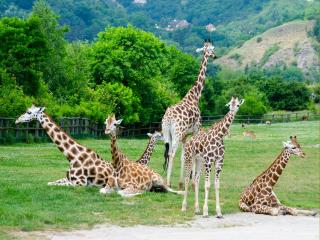 обои для рабочего стола: Жирафья семья в пражском зоопарке