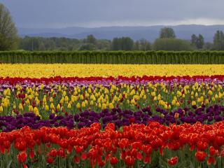 обои Контрастное поле тюльпанов фото