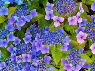 обои Нежные голубые цветы фото