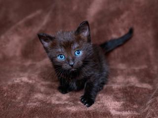 обои Черный голубоглазый котенок фото