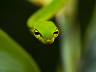 обои Зелёная змея с жёлто-чёрными глазами фото