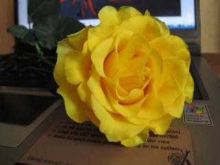 обои Жёлтая роза на ноутбуке фото