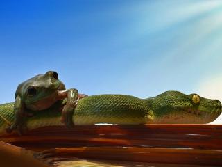 обои Лягушка и зеленый змей фото