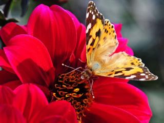 обои Бабочка на красном георгине фото