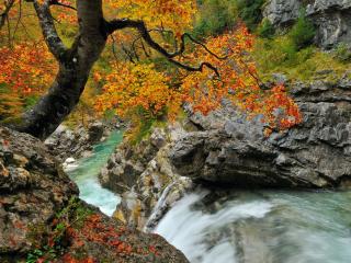 обои Осеннее дерево над горным ручьём фото