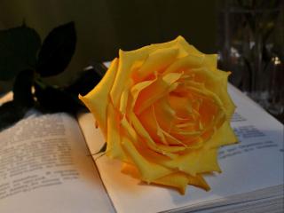 обои Желтая роза на книге фото