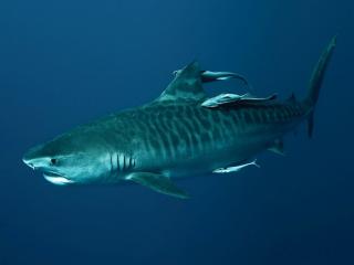 обои для рабочего стола: Тигровая акула в глубокой синеве моря