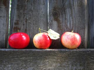 обои Три красных яблока фото